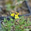 Trýzel 'Yellow Bird' - Erysimum hybridum 'Yellow Bird'