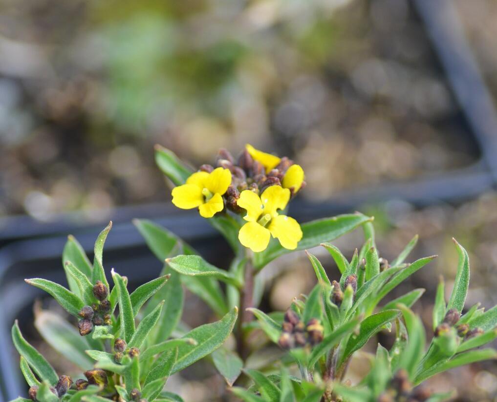 Trýzel 'Yellow Bird' - Erysimum hybridum 'Yellow Bird'