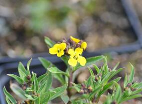 Trýzel 'Yellow Bird' - Erysimum hybridum 'Yellow Bird'