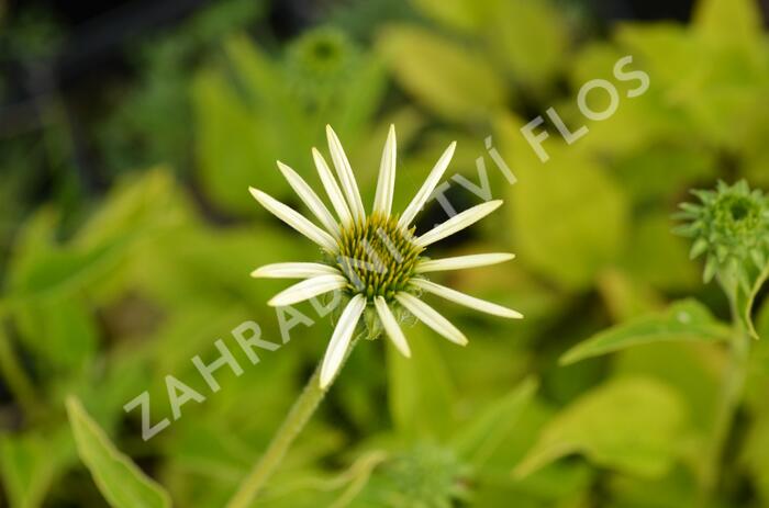 Třapatkovka nachová 'Lucky Star' - Echinacea purpurea 'Lucky Star'