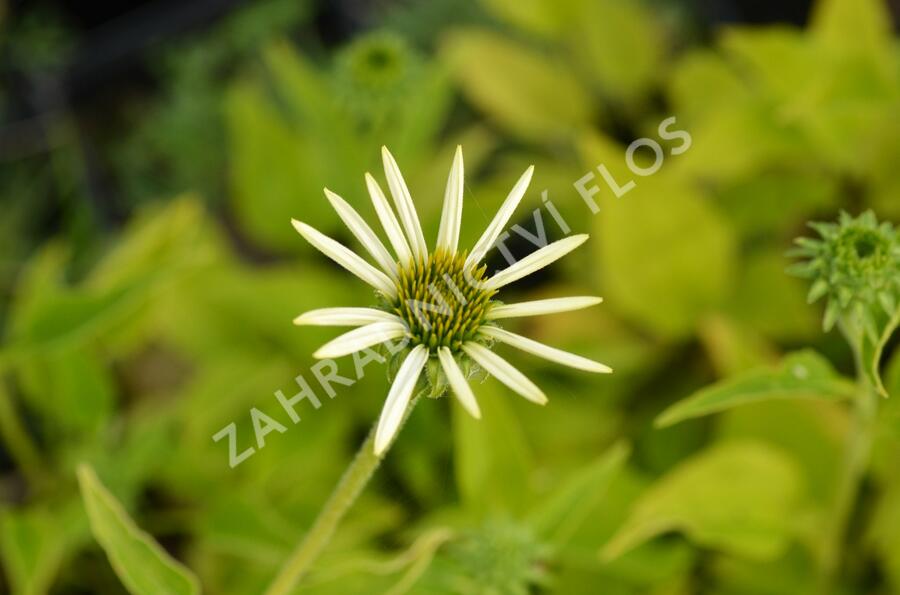 Třapatkovka nachová 'Lucky Star' - Echinacea purpurea 'Lucky Star'