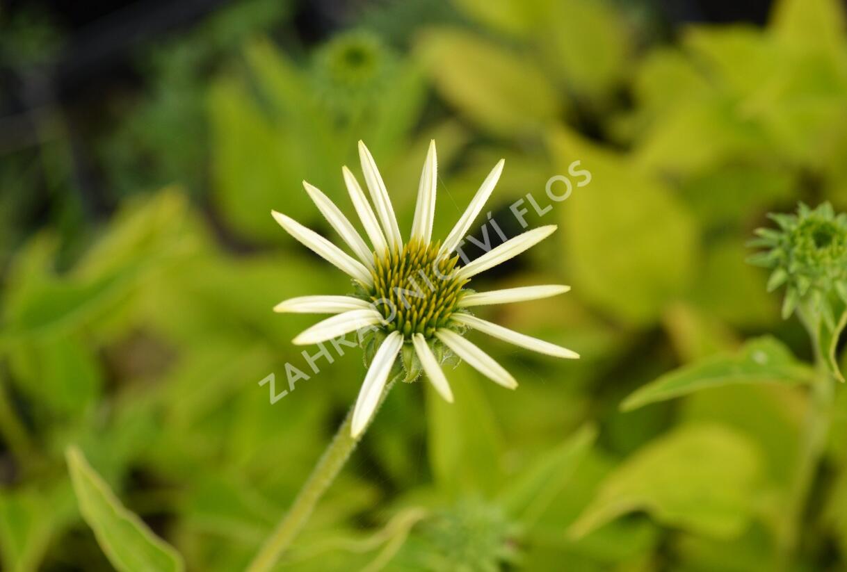 Třapatkovka nachová 'Lucky Star' - Echinacea purpurea 'Lucky Star'