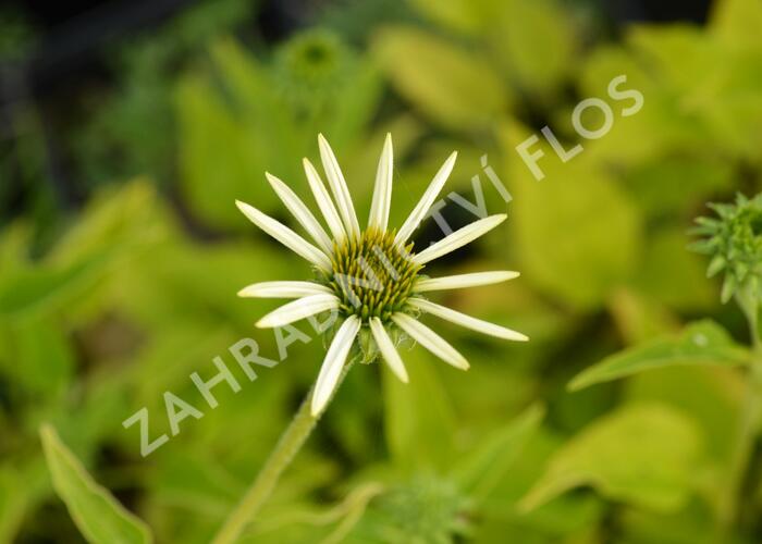Třapatka nachová 'Lucky Star' - Echinacea purpurea 'Lucky Star'