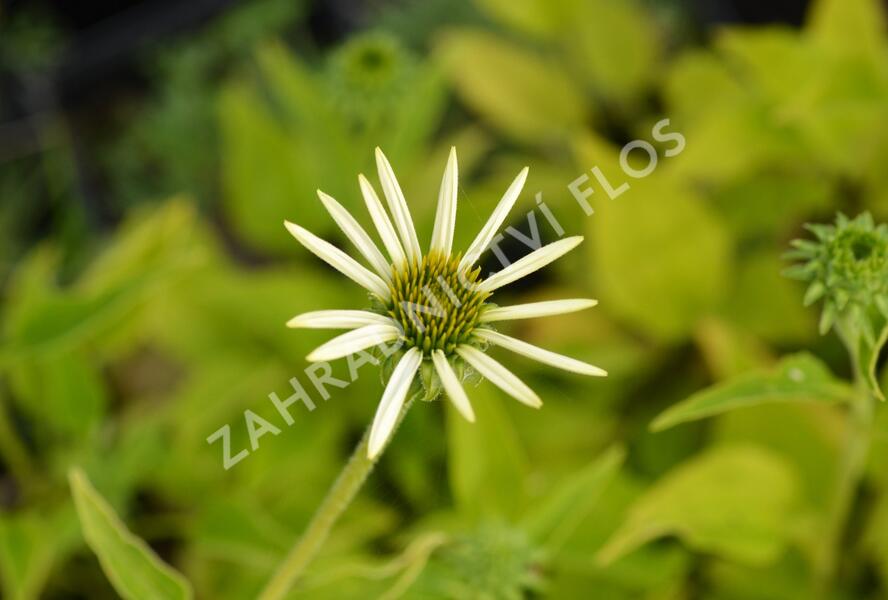 Třapatkovka nachová 'Lucky Star' - Echinacea purpurea 'Lucky Star'