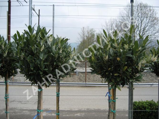 Bobkovišeň lékařská 'Otto Luyken' - ponpon - Prunus laurocerasus 'Otto Luyken' - ponpons