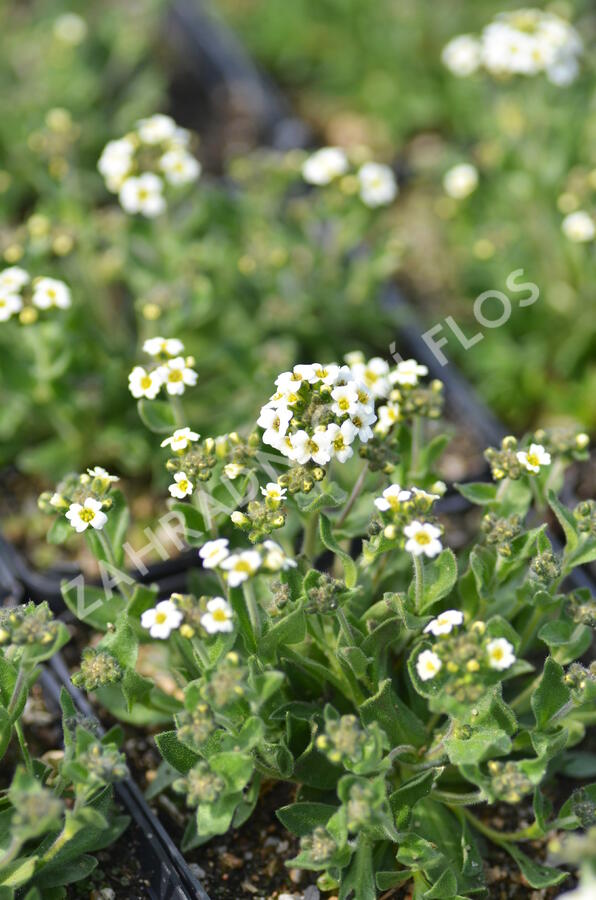 Chudina ramosissima - Draba ramosissima