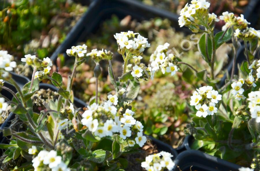 Chudina ramosissima - Draba ramosissima