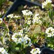 Chudina ramosissima - Draba ramosissima