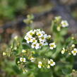 Chudina ramosissima - Draba ramosissima