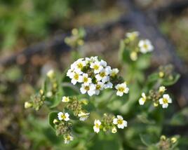 Chudina ramosissima