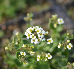 Chudina ramosissima - Draba ramosissima