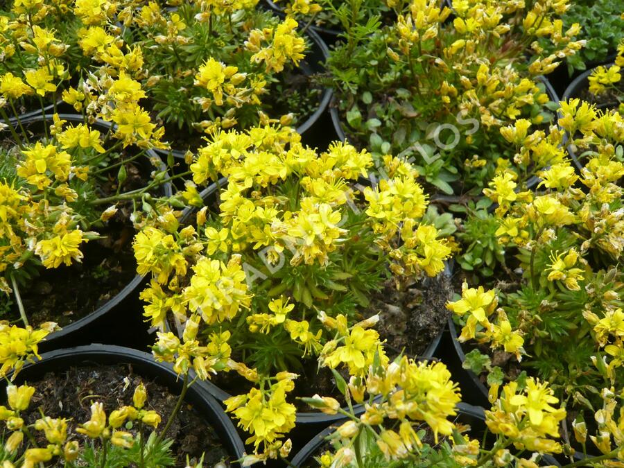 Chudina vždyzelená 'Napoleon' - Draba aizoides 'Napoleon'