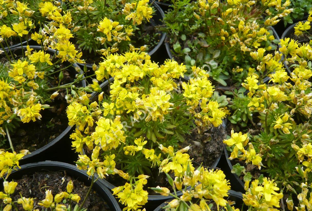 Chudina vždyzelená 'Napoleon' - Draba aizoides 'Napoleon'