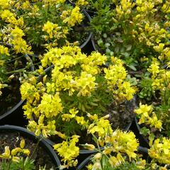 Chudina vždyzelená 'Napoleon' - Draba aizoides 'Napoleon'