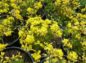 Chudina vždyzelená 'Napoleon' - Draba aizoides 'Napoleon'