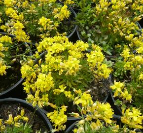Chudina vždyzelená 'Napoleon' - Draba aizoides 'Napoleon'