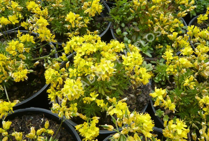 Chudina vždyzelená 'Napoleon' - Draba aizoides 'Napoleon'