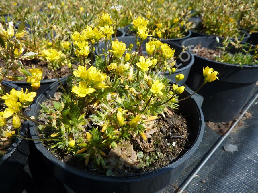 Chudina vždyzelená 'Napoleon' - Draba aizoides 'Napoleon'