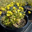 Chudina vždyzelená 'Napoleon' - Draba aizoides 'Napoleon'