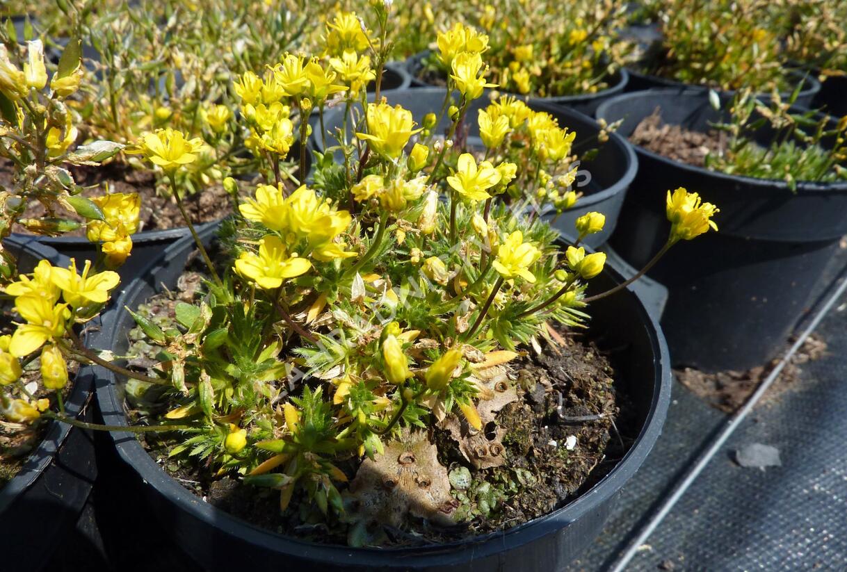 Chudina vždyzelená 'Napoleon' - Draba aizoides 'Napoleon'