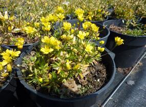Chudina vždyzelená 'Napoleon' - Draba aizoides 'Napoleon'