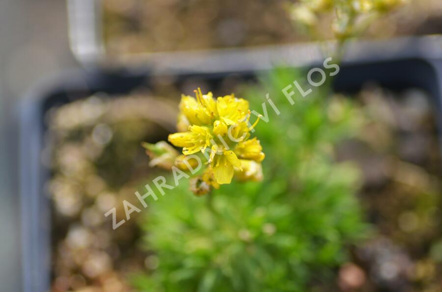 Chudina vždyzelená 'Napoleon' - Draba aizoides 'Napoleon'