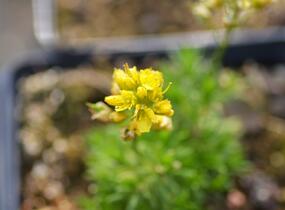 Chudina vždyzelená 'Napoleon' - Draba aizoides 'Napoleon'