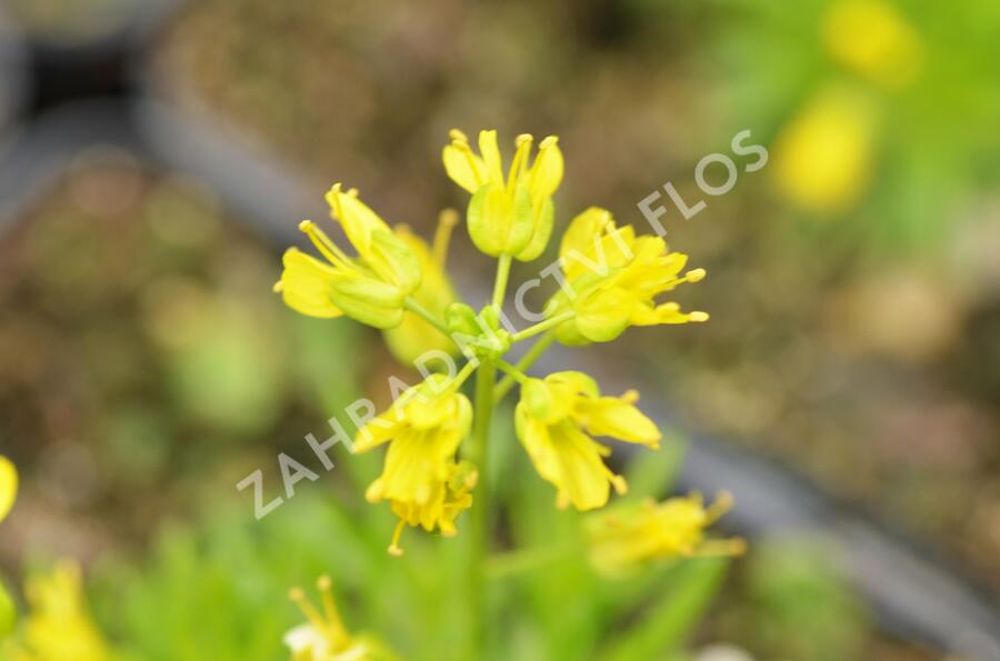 Chudina vždyzelená 'Napoleon' - Draba aizoides 'Napoleon'