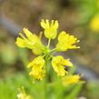 Chudina vždyzelená 'Napoleon' - Draba aizoides 'Napoleon'
