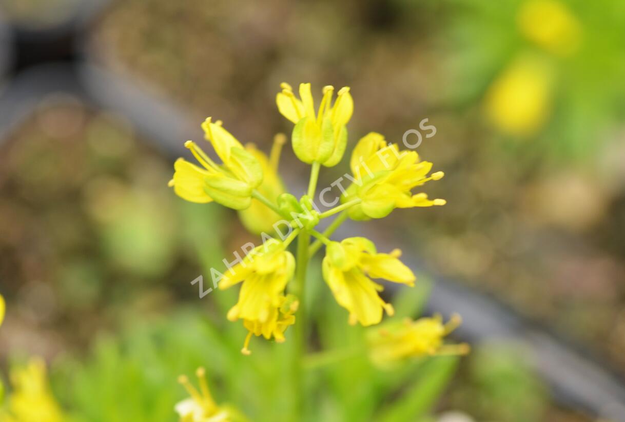 Chudina vždyzelená 'Napoleon' - Draba aizoides 'Napoleon'