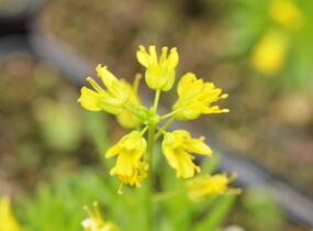 Chudina vždyzelená 'Napoleon' - Draba aizoides 'Napoleon'