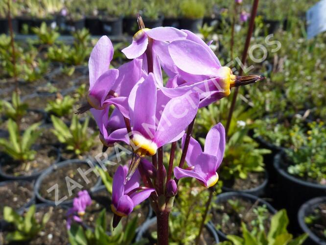 Boží květ zahradní 'Animo' - Dodecatheon meadia 'Animo'