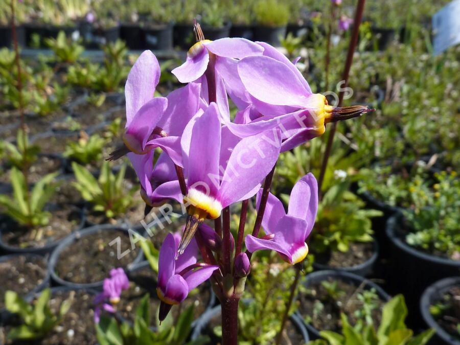 Boží květ zahradní 'Animo' - Dodecatheon meadia 'Animo'