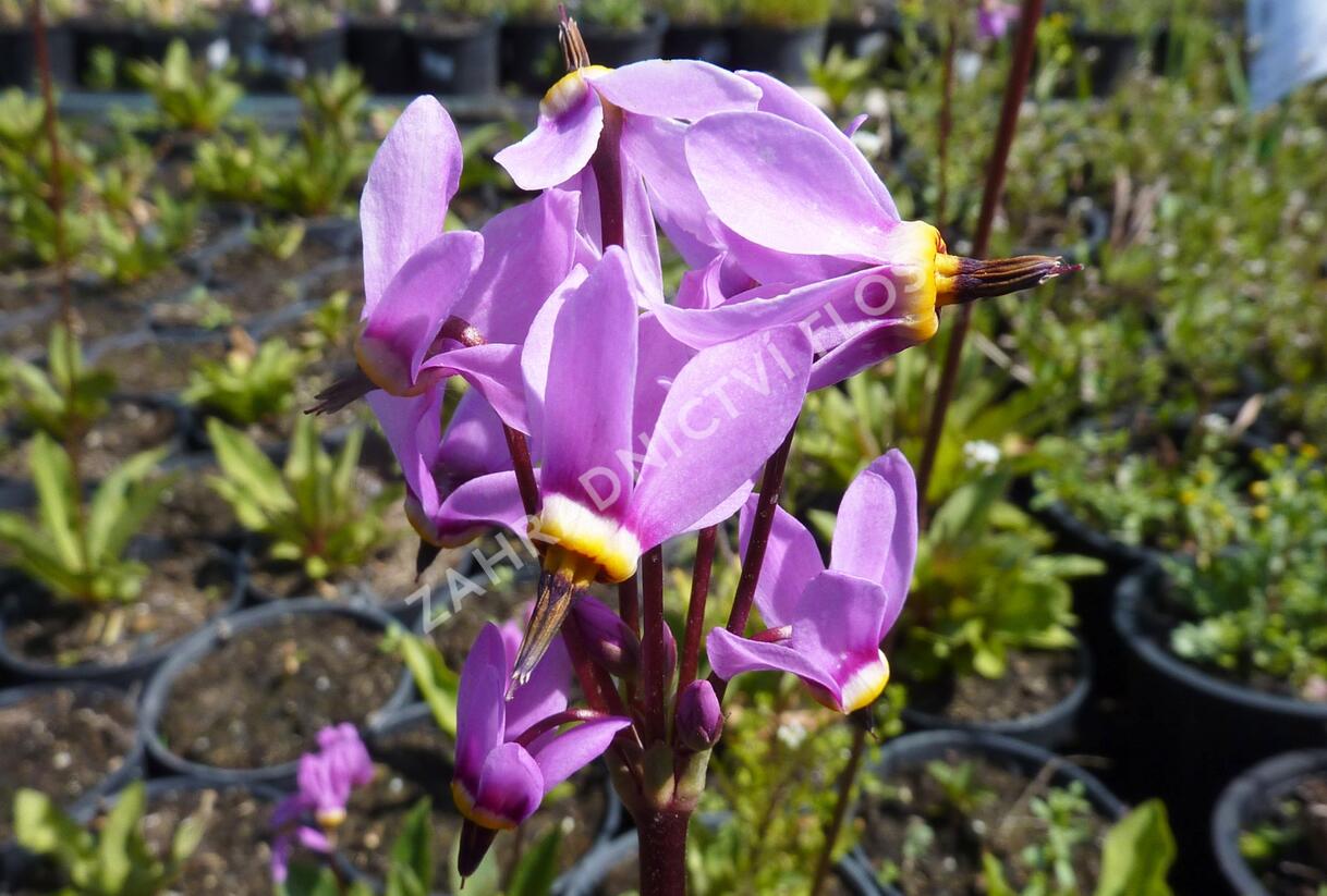 Boží květ zahradní 'Animo' - Dodecatheon meadia 'Animo'