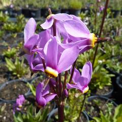 Boží květ zahradní 'Animo' - Dodecatheon meadia 'Animo'