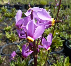 Boží květ zahradní 'Animo' - Dodecatheon meadia 'Animo'