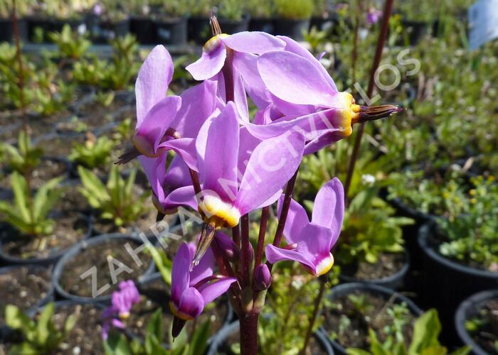 Boží květ zahradní 'Animo' - Dodecatheon meadia 'Animo'
