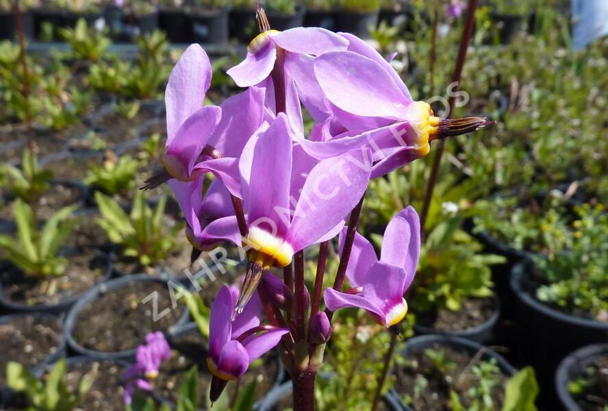 Boží květ zahradní 'Animo' - Dodecatheon meadia 'Animo'