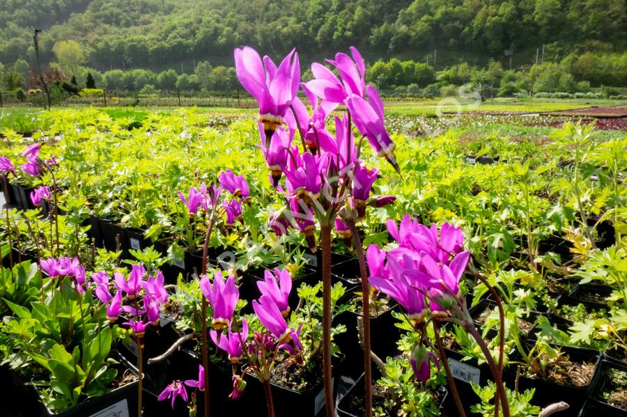 Boží květ zahradní - Dodecatheon meadia