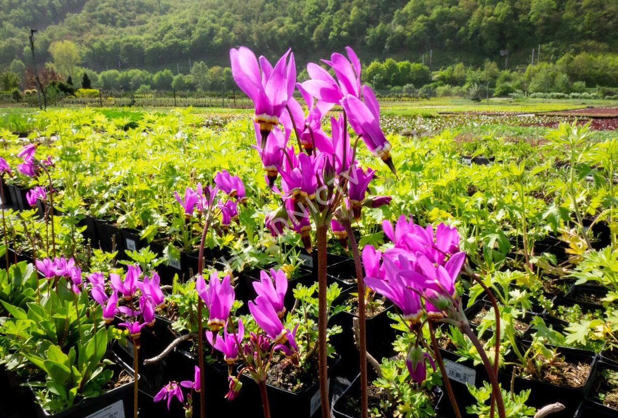 Boží květ zahradní - Dodecatheon meadia