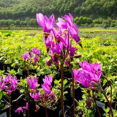 Boží květ zahradní - Dodecatheon meadia