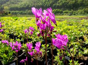 Boží květ zahradní - Dodecatheon meadia