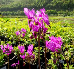 Boží květ zahradní - Dodecatheon meadia
