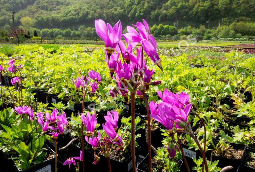 Boží květ zahradní - Dodecatheon meadia