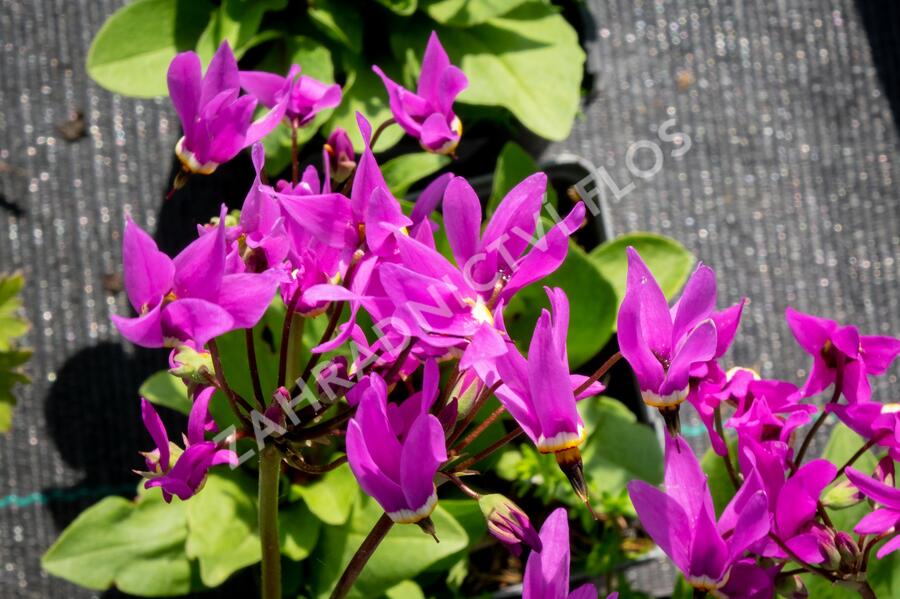 Boží květ zahradní - Dodecatheon meadia