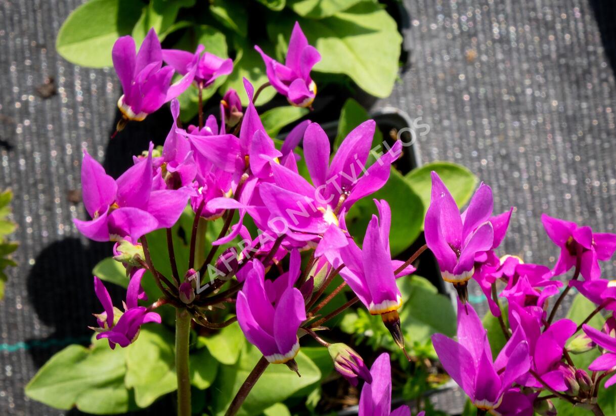Boží květ zahradní - Dodecatheon meadia
