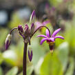 Boží květ zahradní - Dodecatheon meadia