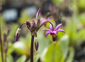 Boží květ zahradní - Dodecatheon meadia