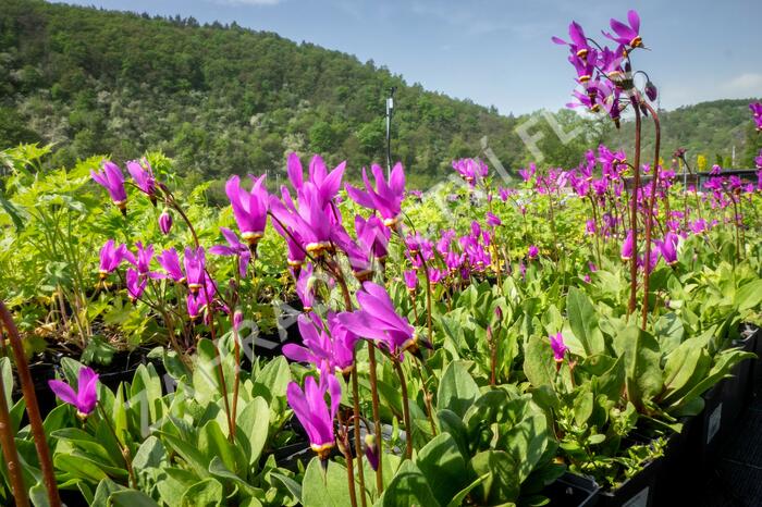 Boží květ - Dodecatheon jeffreyi