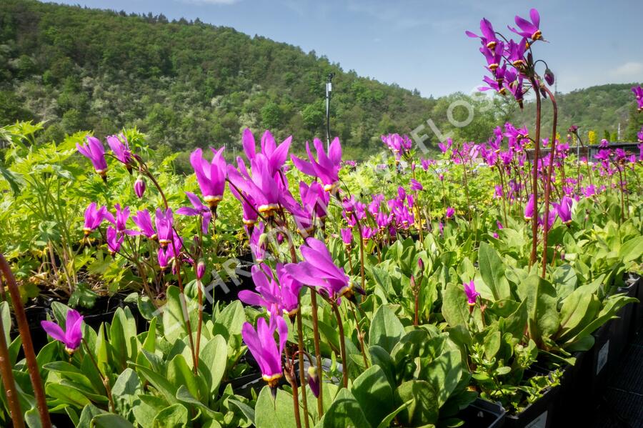 Boží květ - Dodecatheon jeffreyi